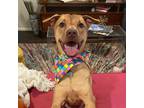 Adopt Sally a American Staffordshire Terrier