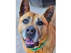 Adopt Lyssa a German Shepherd Dog, Pug