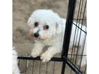 Adopt Venus a Bichon Frise