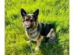 Adopt SEQUOIA a German Shepherd Dog