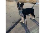 Adopt Lainey a Mixed Breed