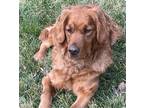 Adopt Lacy a Golden Retriever