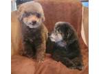 Adopt Patty and Snickers a Poodle