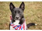 Adopt Glorious Gwenevere a Australian Kelpie, Border Collie