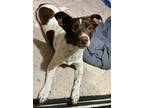 Adopt Carlie a German Shorthaired Pointer