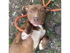 Adopt Harmony a Pit Bull Terrier, Mixed Breed