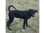 Adopt WHOOPIE a Terrier, Black Labrador Retriever