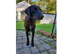 Adopt Jewels a Labrador Retriever, Mixed Breed