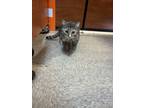 Adopt Tiny a Domestic Short Hair