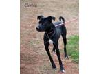 Adopt Clarice a Mixed Breed