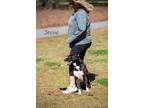 Adopt Jessie a Border Collie, Cattle Dog