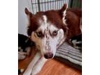 Adopt STORM NEEDS FOSTER/ADOPTER ASAP a Husky, Siberian Husky