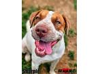 Adopt Sharpie a Shar-Pei, Mixed Breed