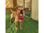 Adopt Cici a American Staffordshire Terrier