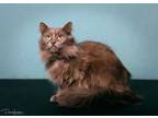 Adopt Sheba a Russian Blue, Domestic Long Hair