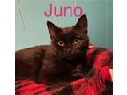 Adopt Juno a Domestic Short Hair