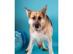 Adopt Henrietta a German Shepherd Dog, Mixed Breed