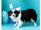 Adopt Jolly a Australian Shepherd