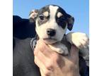 Adopt Hartford Music pup/Music a Terrier, Hound