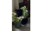 Adopt Ursuline a Domestic Short Hair