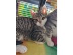 Adopt Snickerdoodle Cookie Bear a Domestic Short Hair, American Shorthair