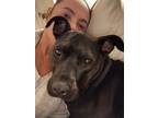 Adopt Bria a Pit Bull Terrier