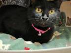 Adopt Poppy (please email us for an app or more info) a Domestic Short Hair