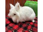 Adopt Sunny a Lionhead