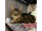 Adopt Cinni a Domestic Short Hair