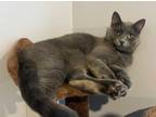 Adopt Sunflower Seed a Russian Blue, Domestic Short Hair