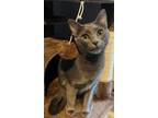 Adopt Poppy Seed a Russian Blue, Domestic Short Hair