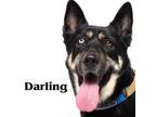 Adopt Darling a German Shepherd Dog, Husky