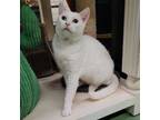 Adopt Mercedes a Domestic Short Hair