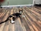 Adopt Eden a Calico