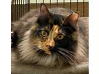Adopt Manet (Bonded with Matisse) a Domestic Long Hair