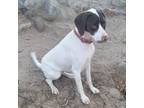 Adopt Mitsy a English Pointer