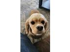 Adopt Jolene a Cocker Spaniel