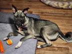 Adopt Leisha a German Shepherd Dog