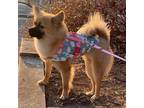 Adopt A-Rong a Pomeranian, Shiba Inu