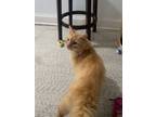 Adopt Butterscotch a Domestic Long Hair