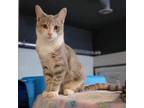 Adopt Tessa a Domestic Short Hair