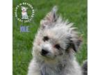 Adopt Jolie a American Eskimo Dog, Pomeranian