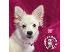 Adopt Joy a American Eskimo Dog, Pomeranian