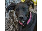 Adopt Daisy a Labrador Retriever, Great Dane