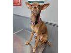 Adopt Shuri a Miniature Pinscher, Mixed Breed