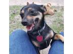 Adopt Willa a Miniature Pinscher, Mixed Breed