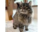 Adopt Mandy a Domestic Long Hair