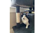 Adopt Natasha a American Shorthair