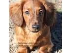 Dachshund Puppy for sale in Erie, KS, USA