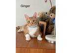 Adopt Ginger a Domestic Short Hair